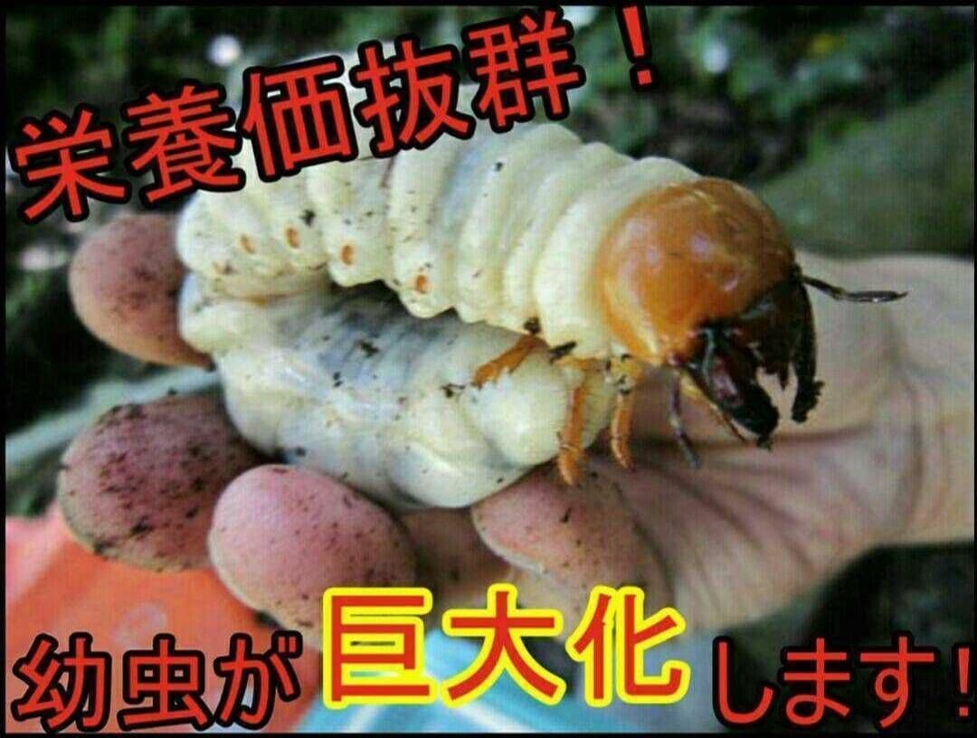 極上！黒アワビタ菌糸瓶【8本】初令、2令に最適な500ml☆小型の色虫にもお薦め
