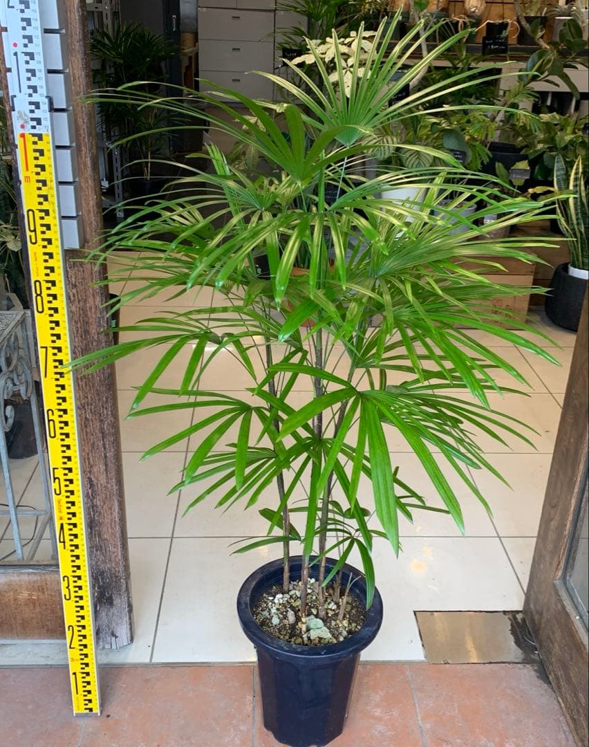 シュロチク 棕櫚竹 8号 4