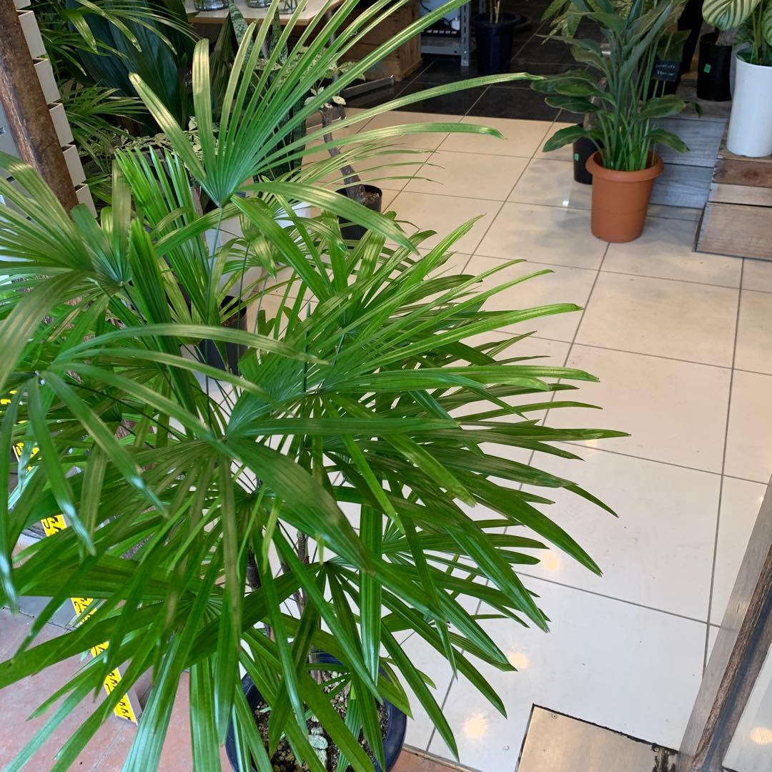 シュロチク 棕櫚竹 8号 4