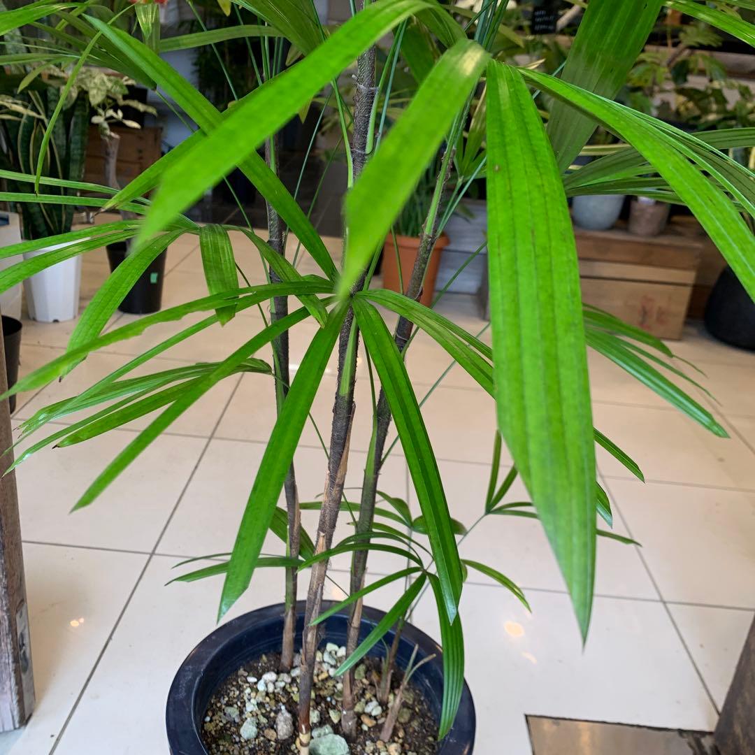 シュロチク 棕櫚竹 8号 4