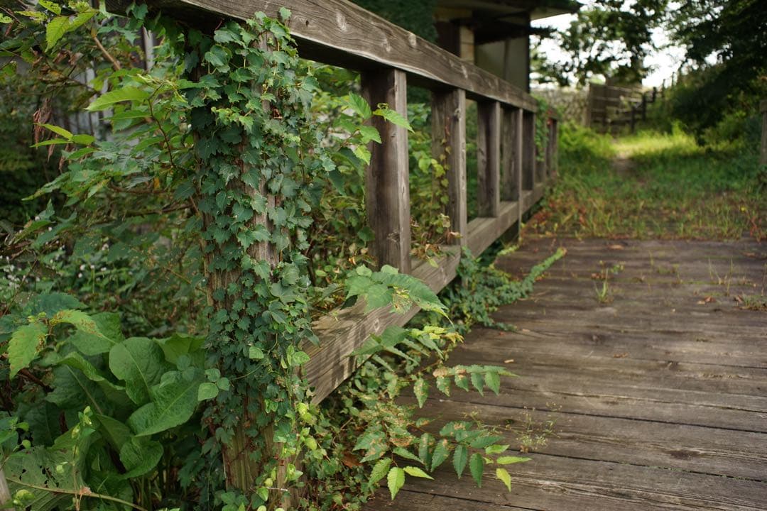 作例付き　Nikon NIKKOR-H AUTO 28mm F3.5 管mpr