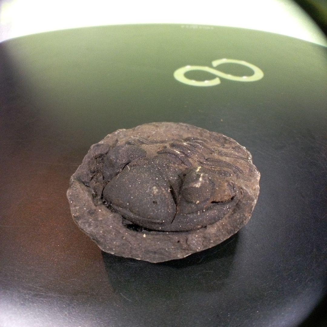 三葉虫　化石　fossil　ボリビア　trilobite　海生動物　三葉虫識別⑥