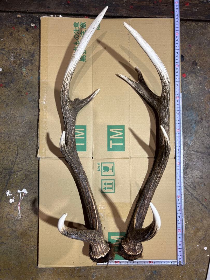 クラフト　鹿の角 エゾシカ 角 蝦夷鹿の角