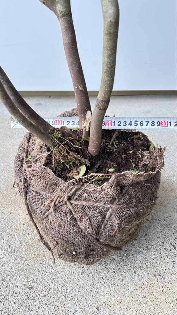 美しい樹形が魅力的 山採り ハイノキ 株立 634 樹高1.7m位 高級樹