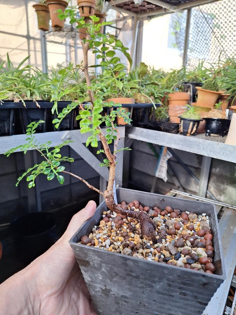 珍品　オペルクリカリア パキプス 　斑入り 最終値下げ