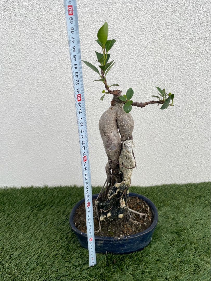 ガジュマル 盆栽