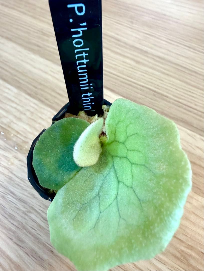 ビカクシダ　セット　OMG　リドレイドワーフなど