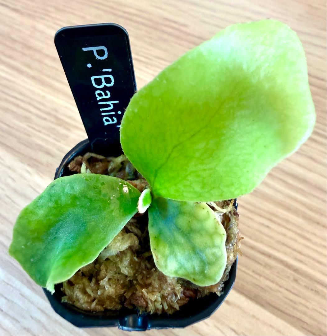 ビカクシダ　セット　OMG　リドレイドワーフなど