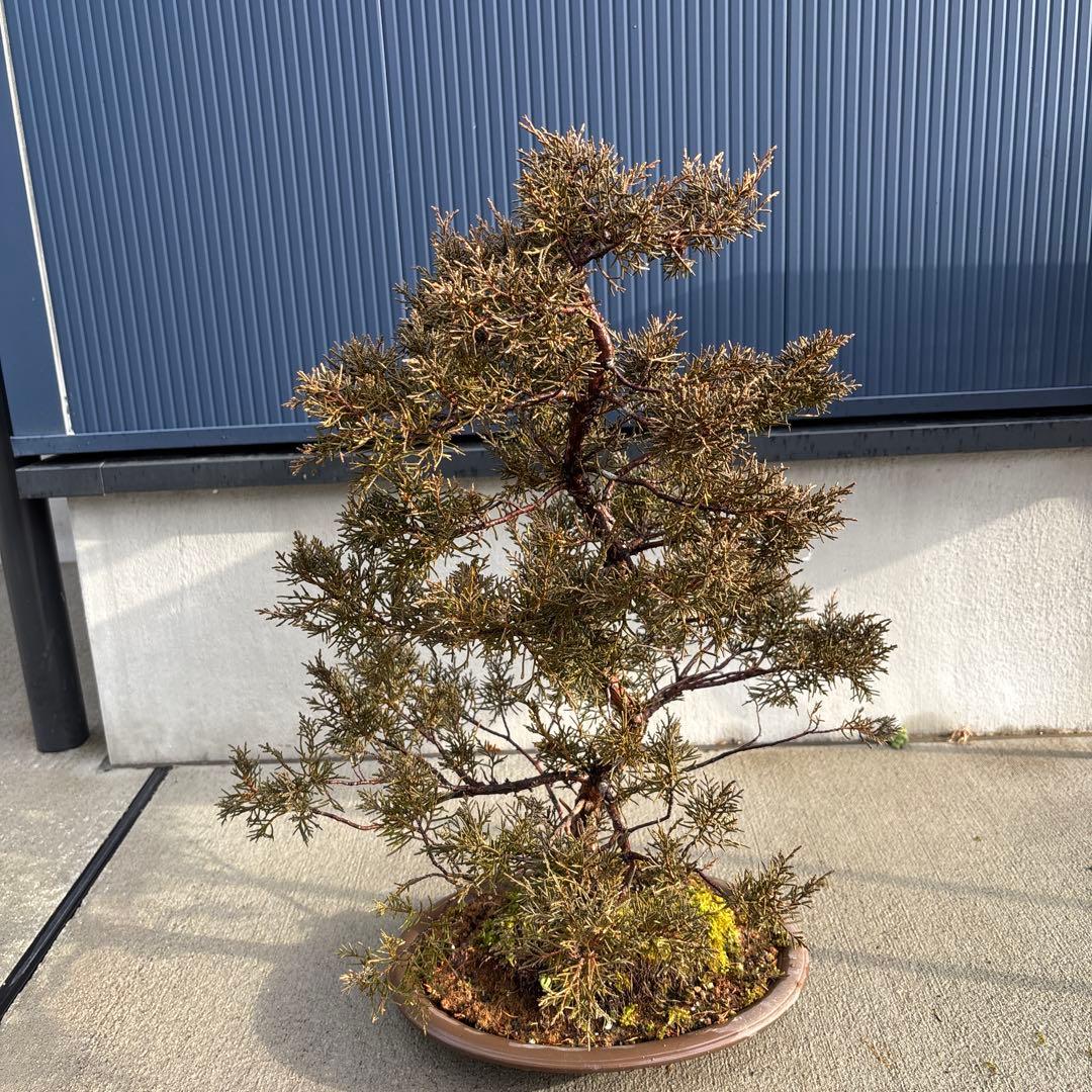 糸魚川真柏　真柏　盆栽