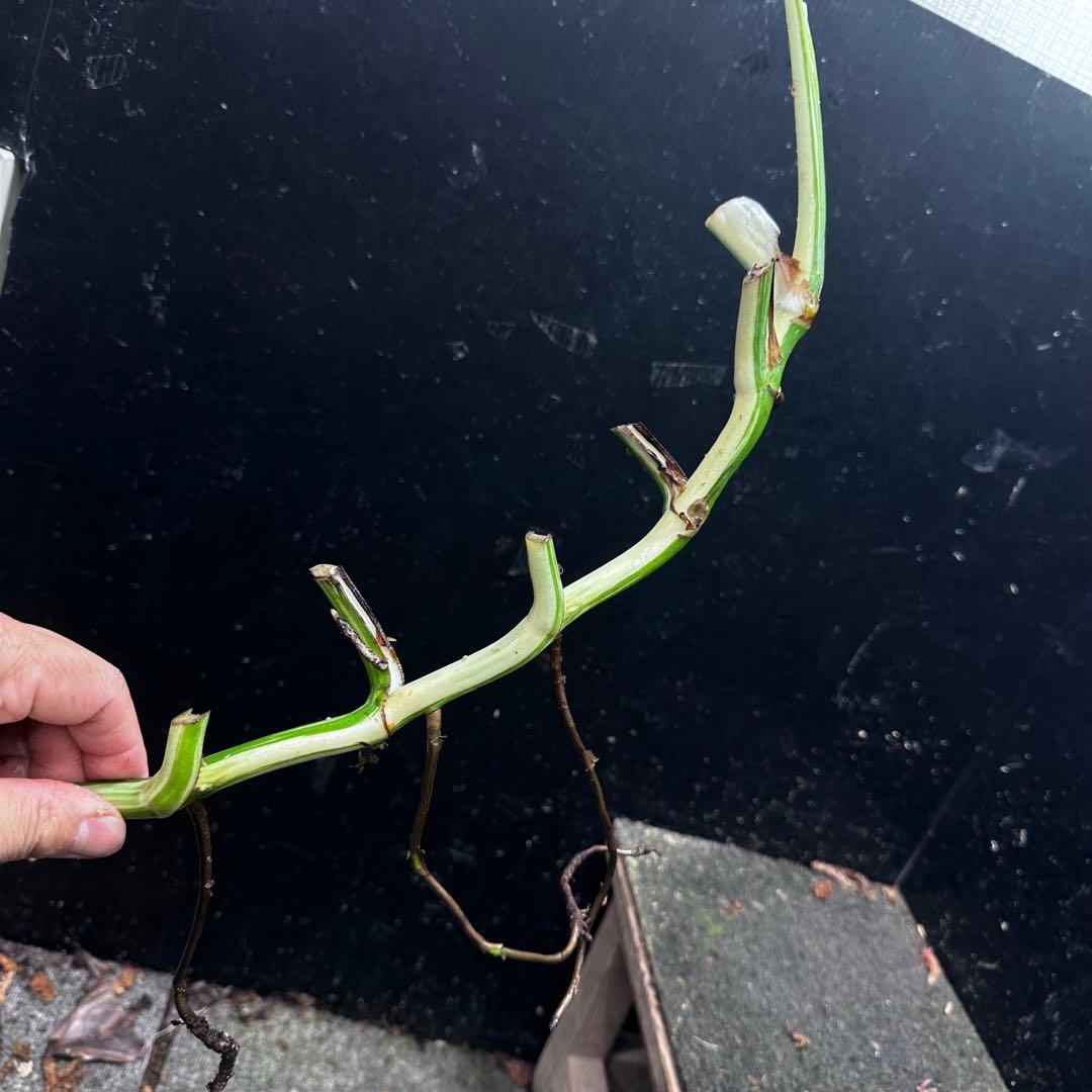 さ**様 斑入りモンステラホワイトタイガー大茎6株おまとめ