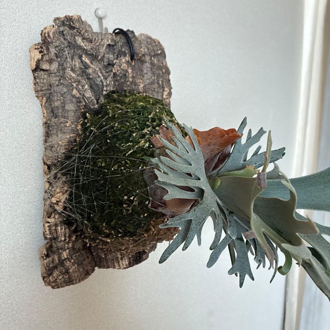 P.willinckii bacteria spore バクスポ　ビカクシダ