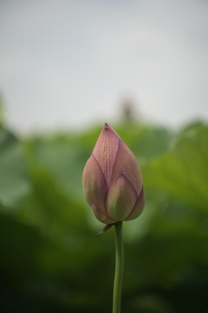 Leitz Summarit 50mm f1.5 銘玉ズミルックス直前の祖先