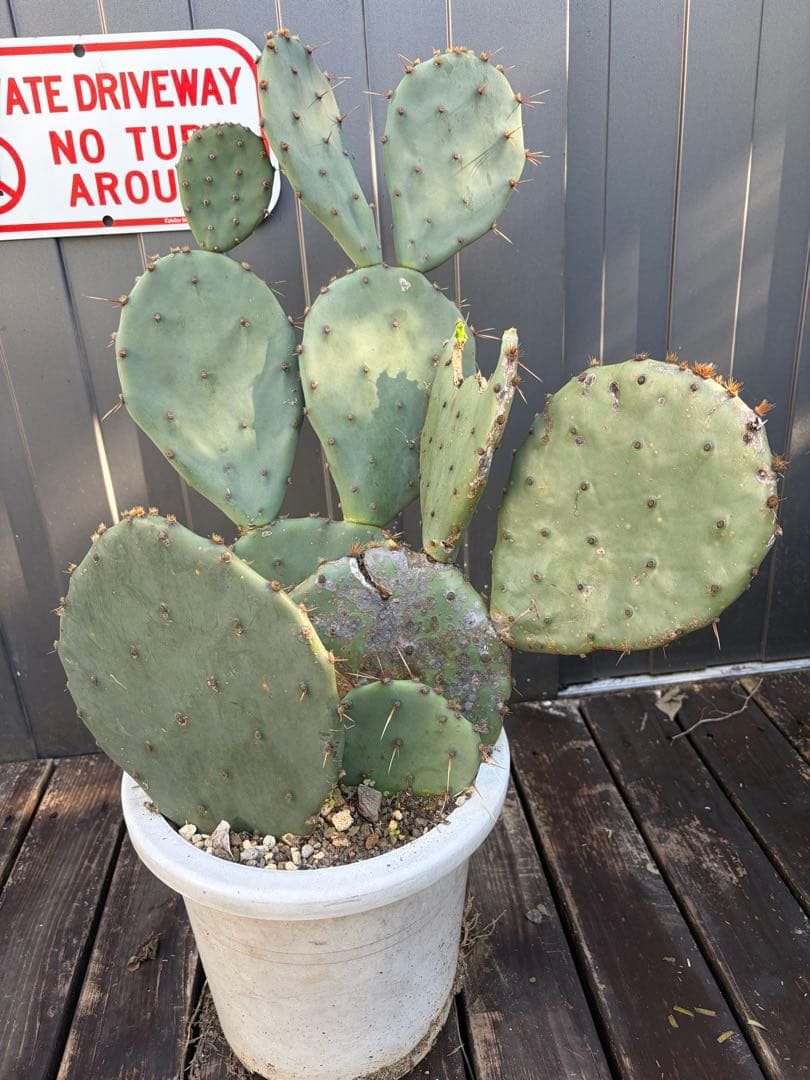 耐寒性強！団扇サボテン　オプンチアのフミフサ群生植え◇南国ユッカ島ドライガーデン