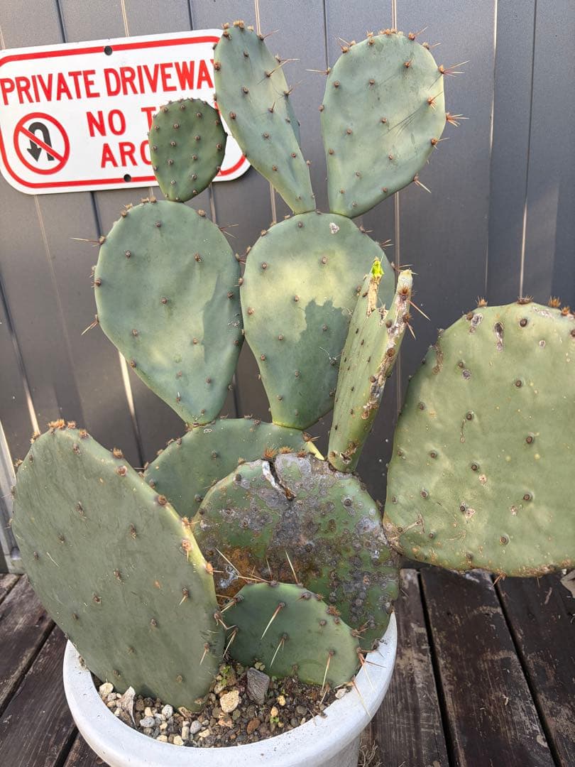 耐寒性強！団扇サボテン　オプンチアのフミフサ群生植え◇南国ユッカ島ドライガーデン