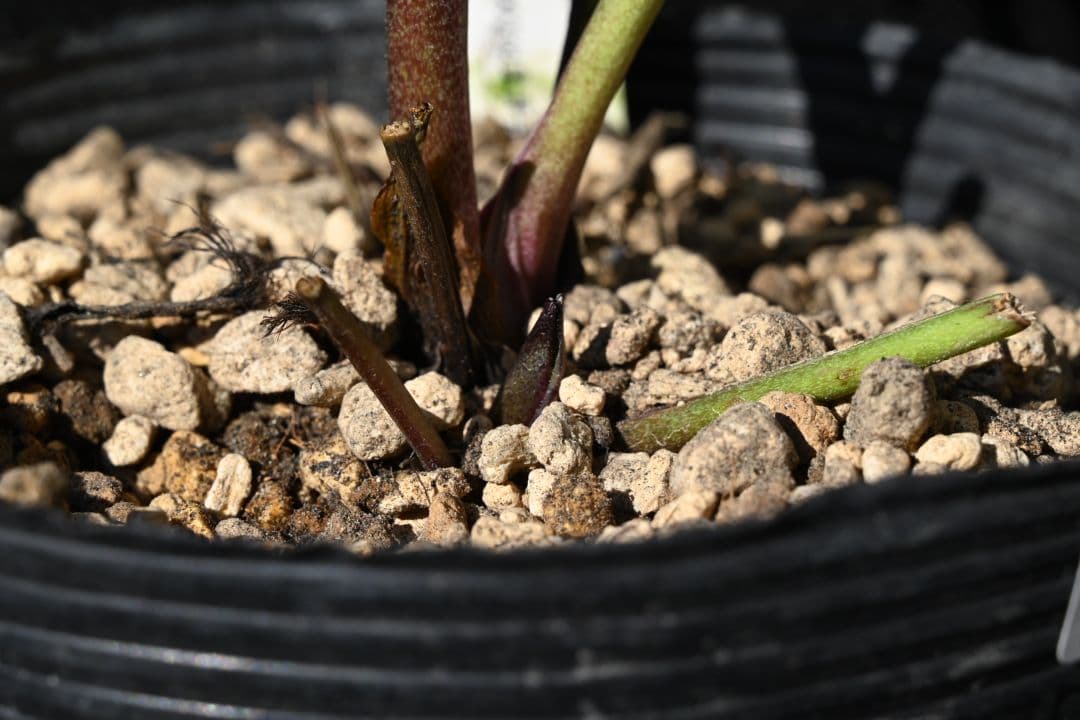 クリスマスローズ　認定シャガールレッド多弁　加藤農園