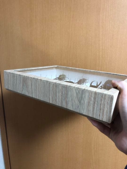 昆虫標本