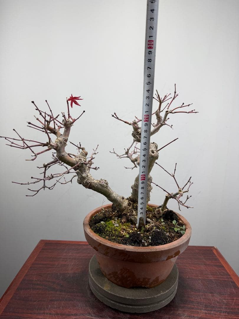 【ガチ盆栽】実生清玄 セイゲン　もみじ　品種保証