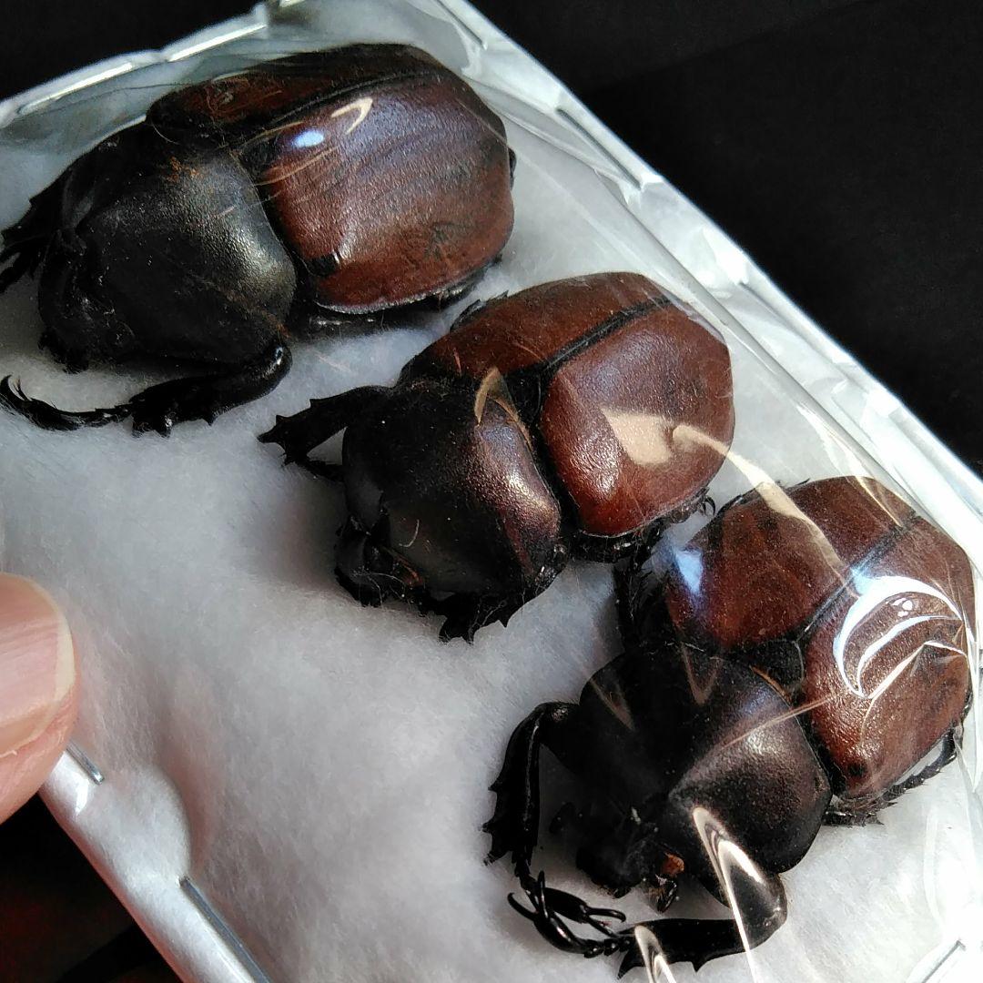 昆虫　標本　カブトムシ　３個体　南米ペルー