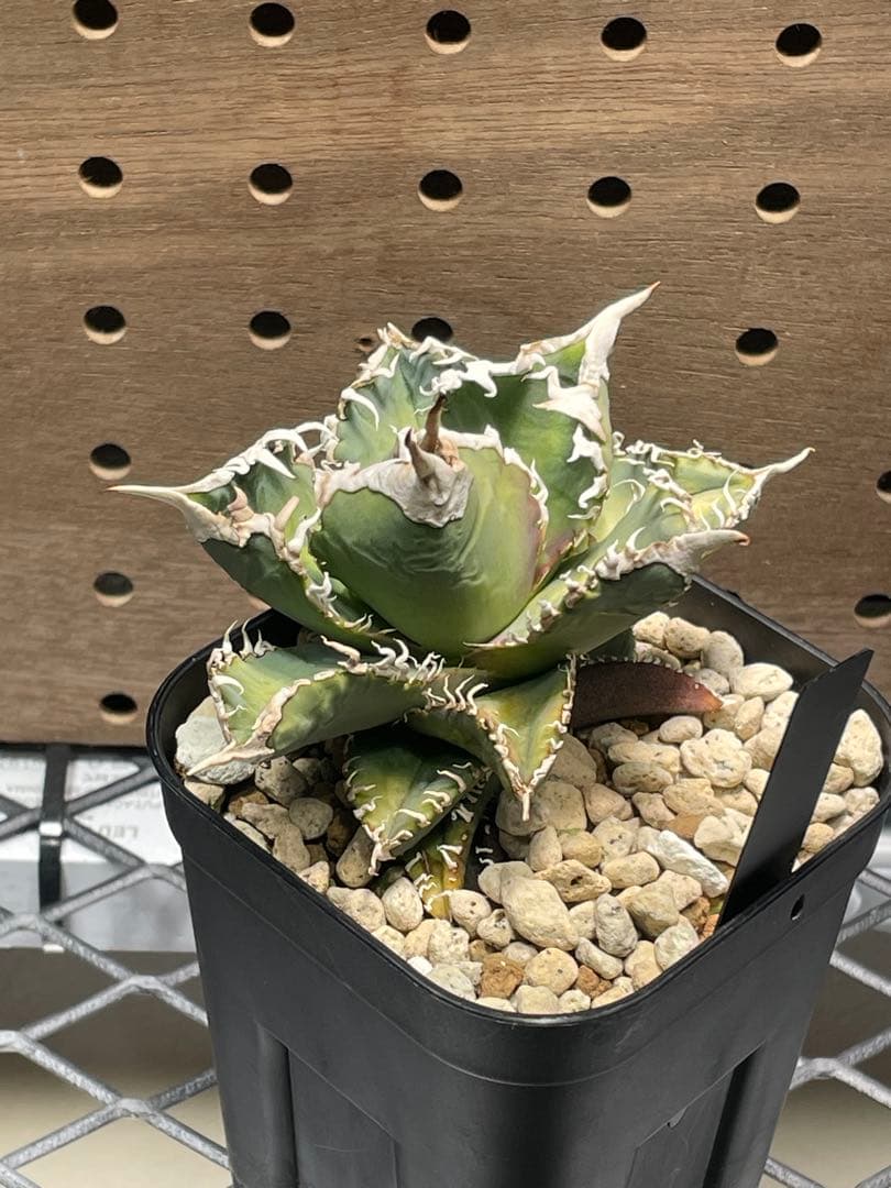 T*K様 アガベ　チタノタ　白幽霊　鉢のままメルカリ便発送