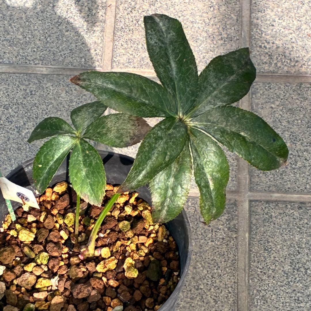 ヒ*イ様 ☘️ 唯一無二❤️開花株❤️根充実❤️⭐️超⭐️沢山新芽❤️797超希