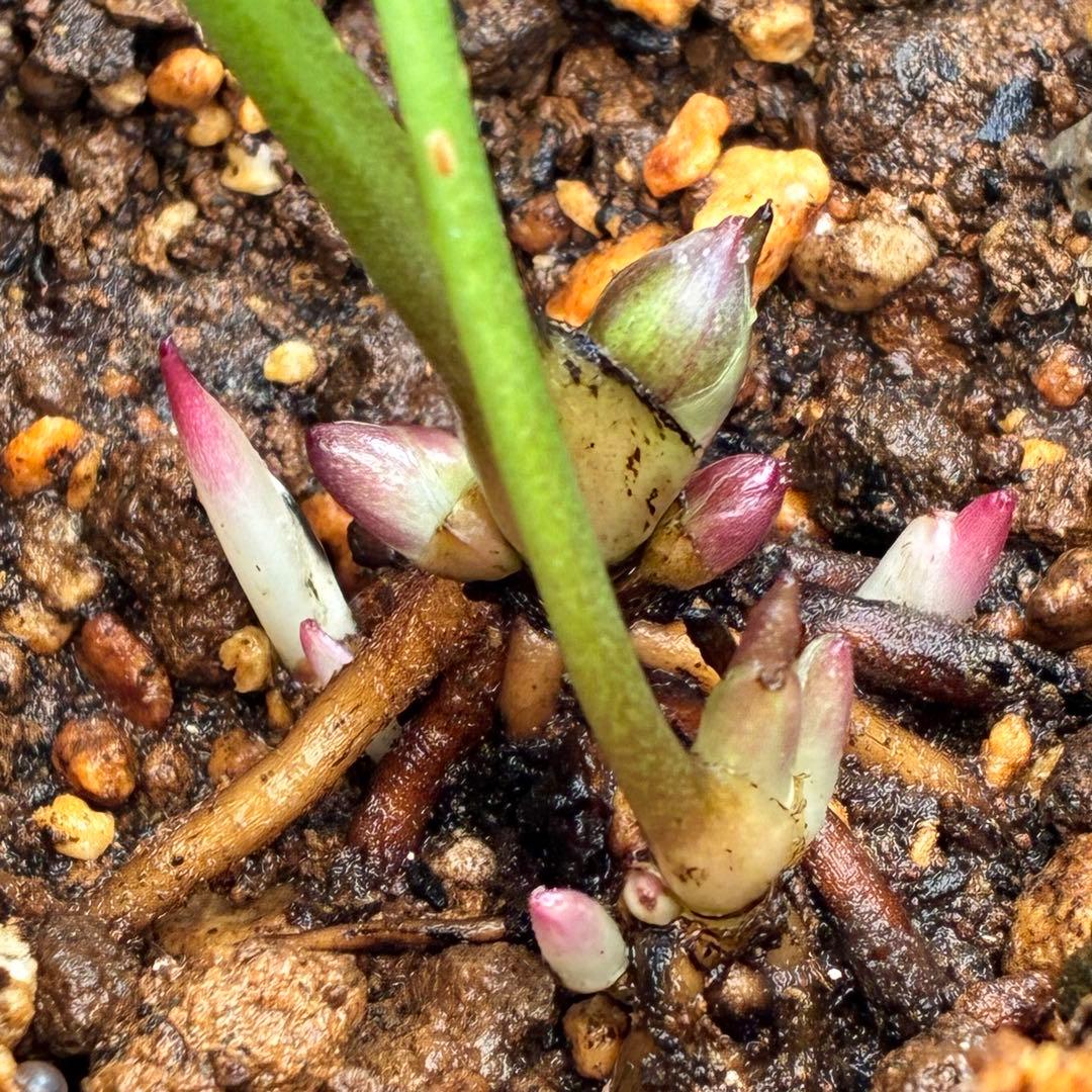 ヒ*イ様 ☘️ 唯一無二❤️開花株❤️根充実❤️⭐️超⭐️沢山新芽❤️797超希