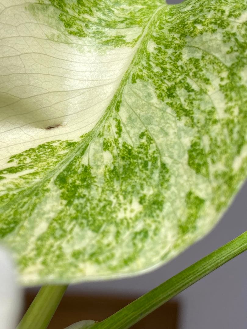 ご*ん様 【斑入り強め✨】モンステラ　デリシオーサ　レガシー　斑入り　希少　人気