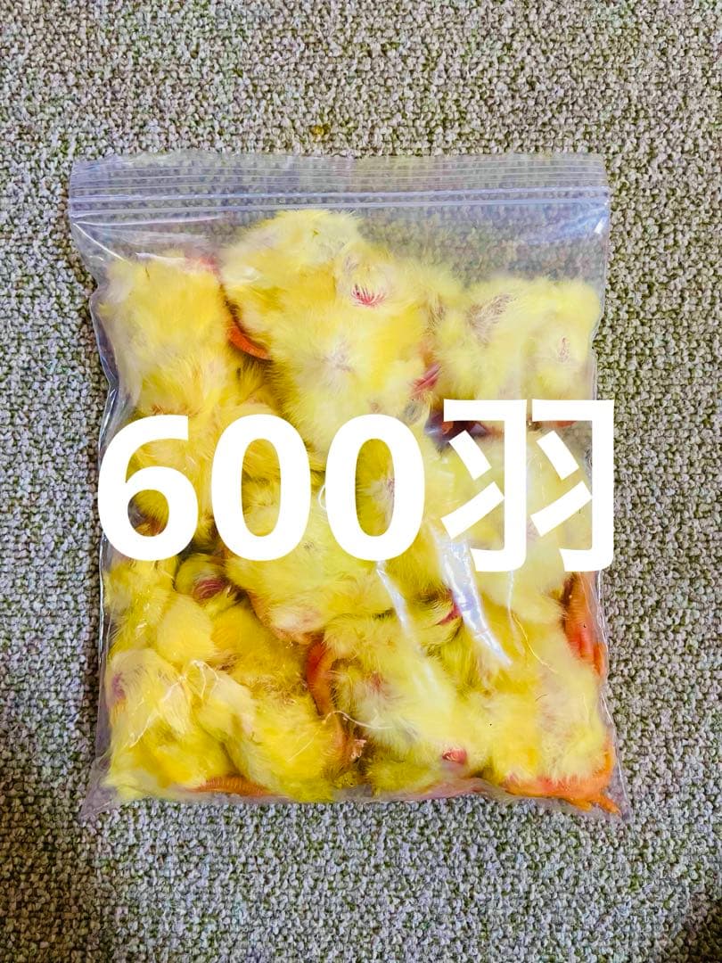 リピート購入、複数購入で＋10羽 送料無料 国産 新鮮安全 冷凍ひよこ 600羽