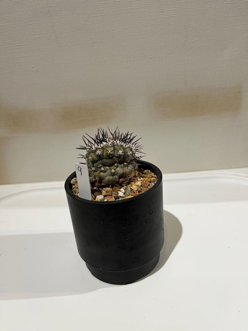 黒王丸実生　モンスト？