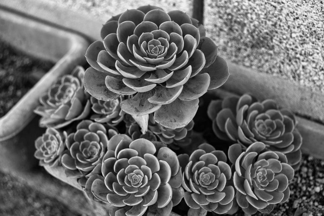 【レア】作例 NIKON NIKKOR-S Auto 1:2 f=5cm 9枚絞