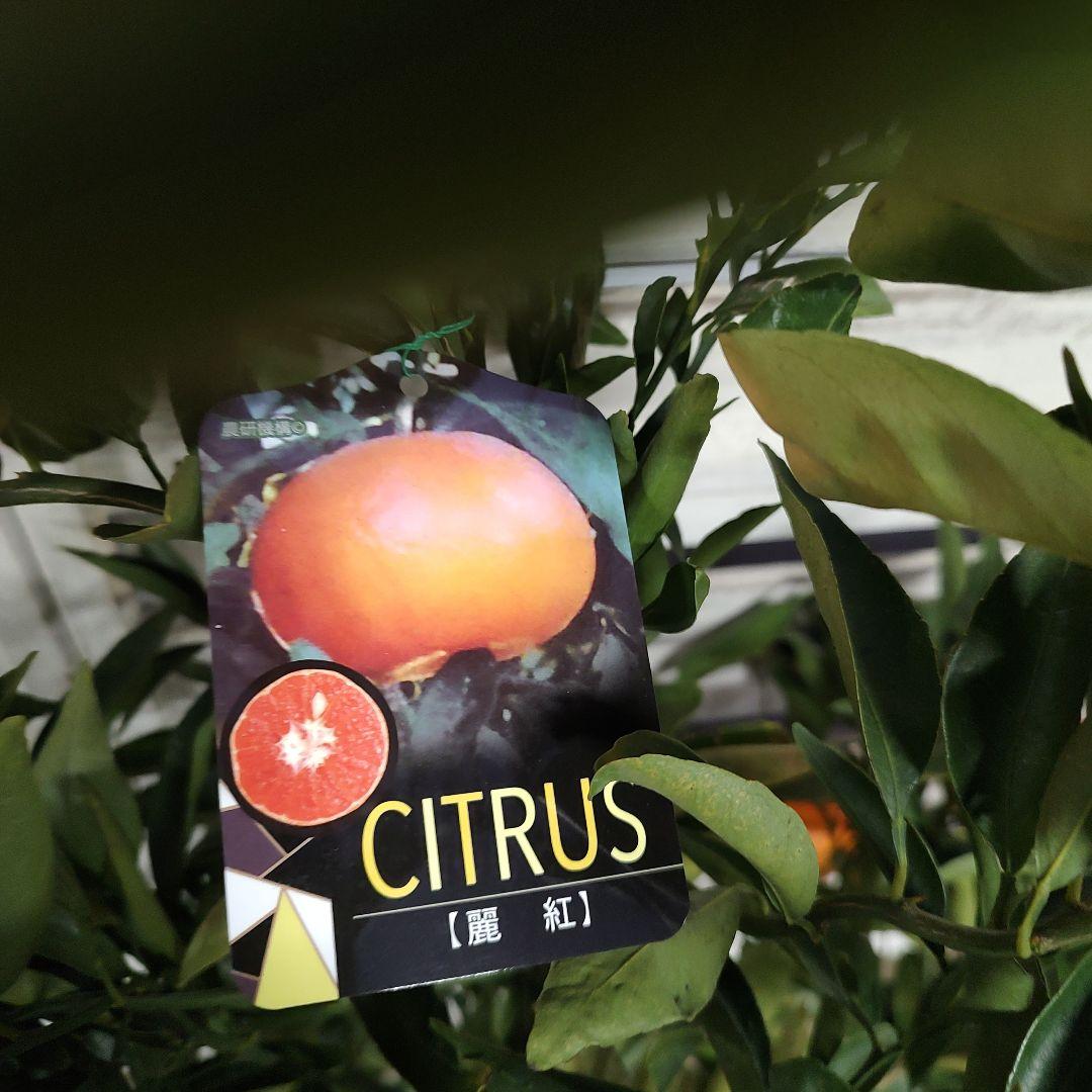 が*も様 麗紅 3年生 苗木 登録品種 実つき！