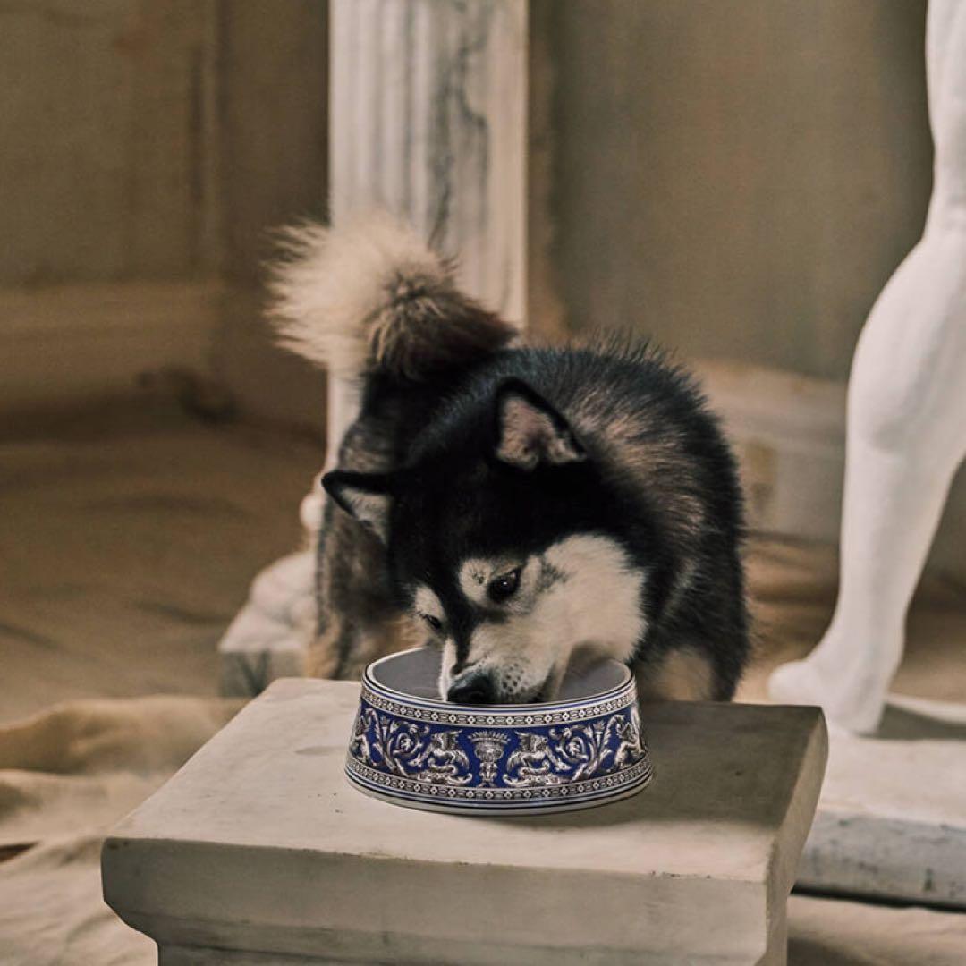 新品ウェッジウッド フロレンティーン ペットボウル フードボウル 水飲み 犬猫