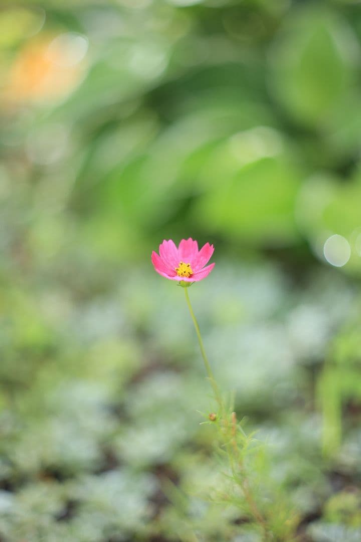 FUJINON 55mm F1.8 初期型 【光学美品】