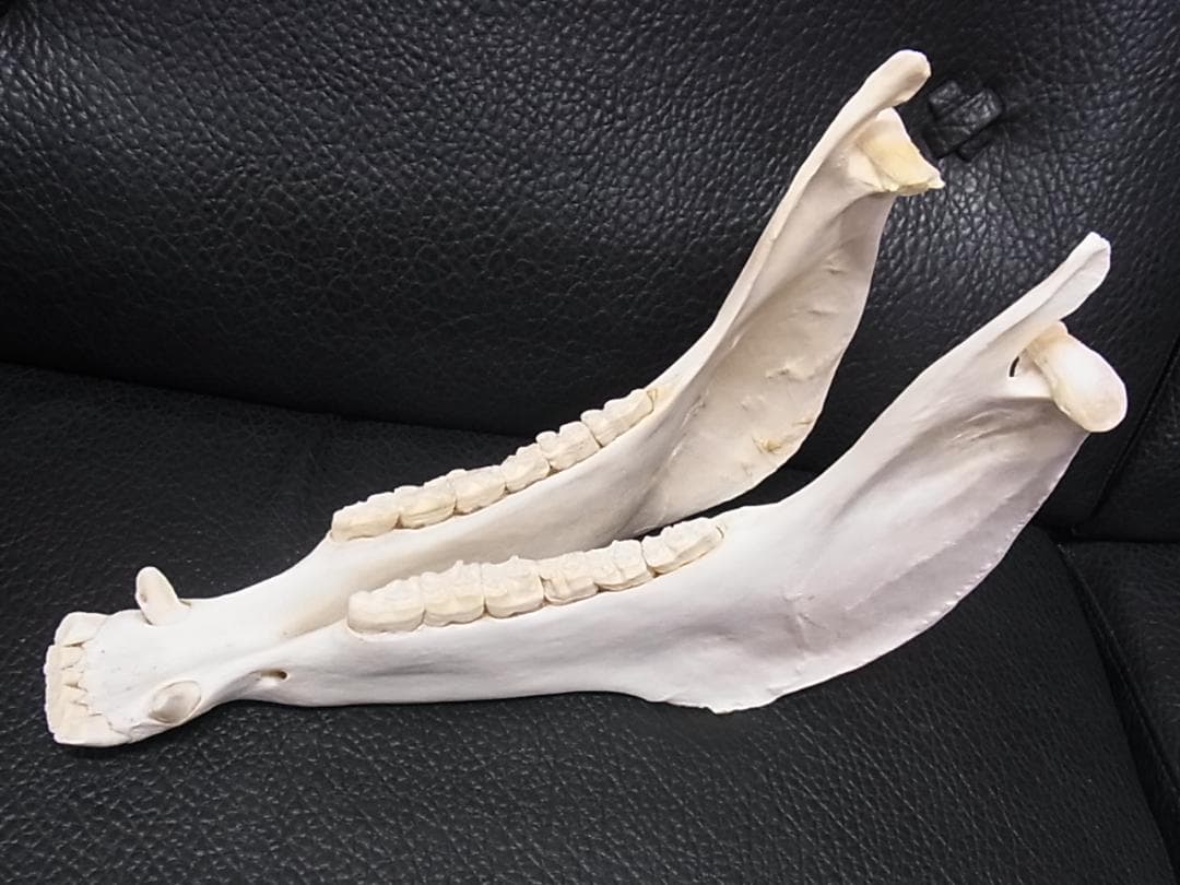 アフリカ　サバンナシマウマ 頭骨