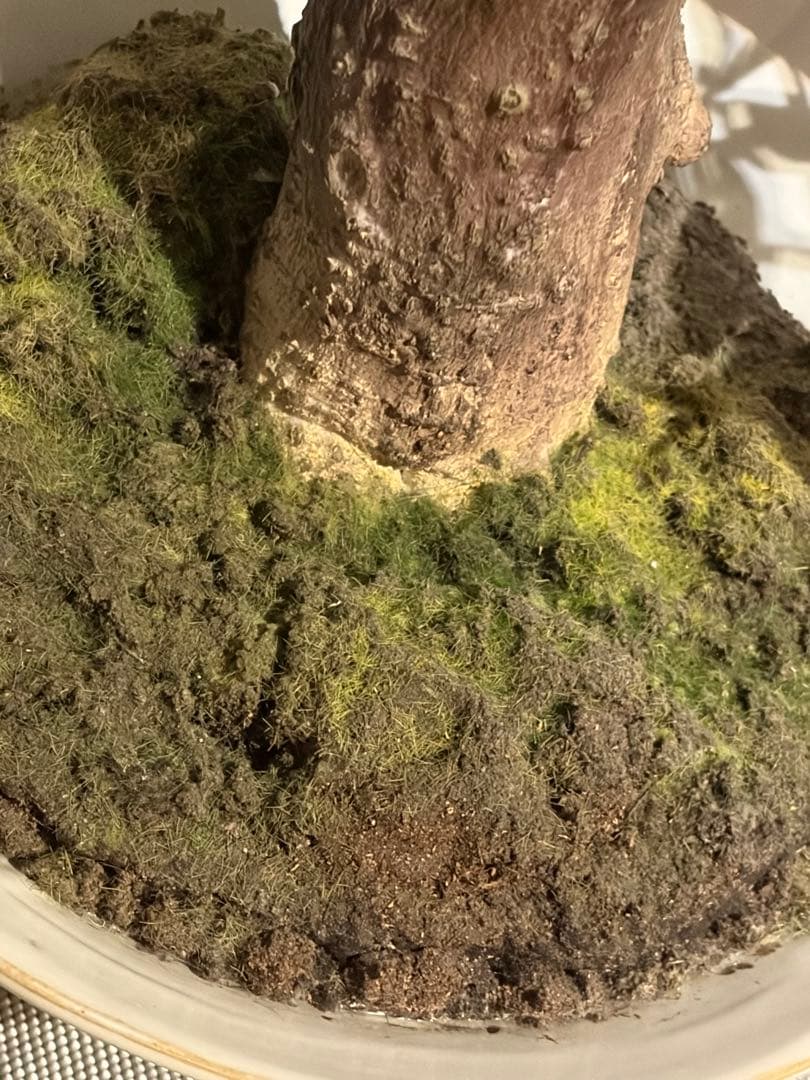 大作エミリオロバ仏製　リアルなパキラ　専門クリーニング済み