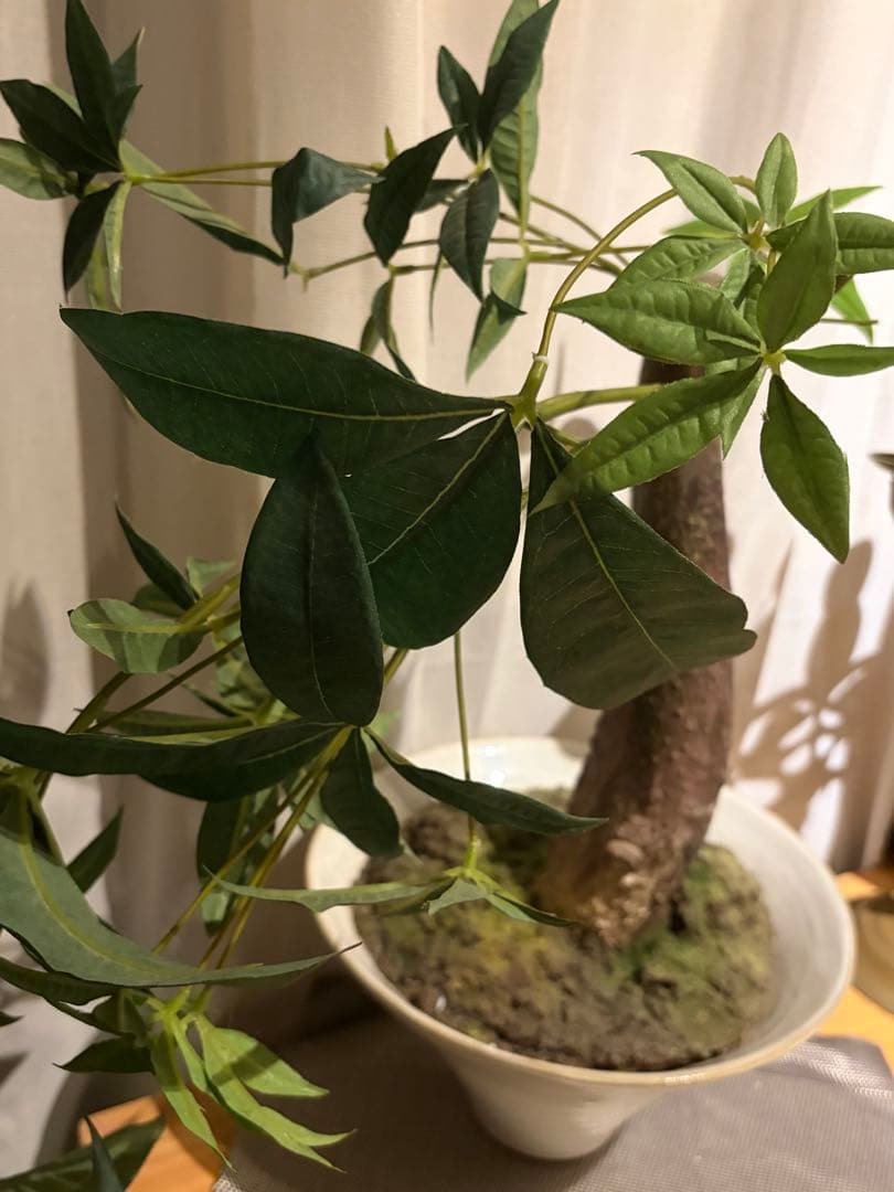 大作エミリオロバ仏製　リアルなパキラ　専門クリーニング済み