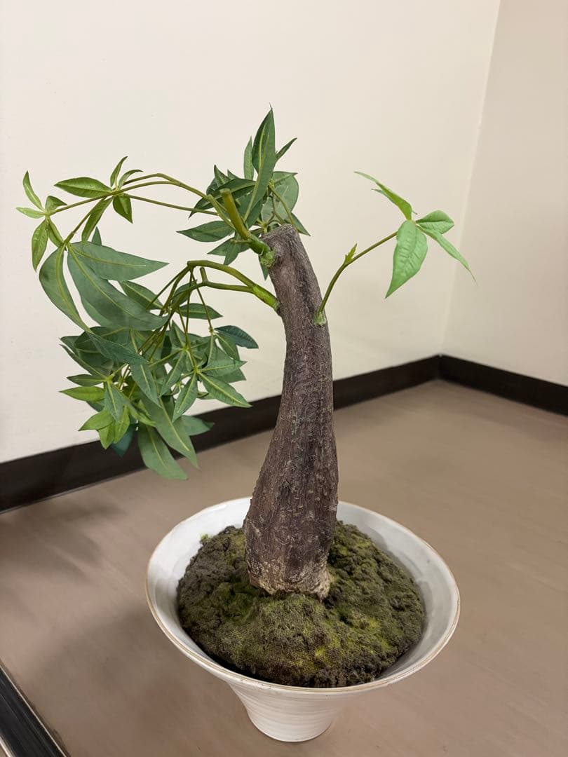 大作エミリオロバ仏製　リアルなパキラ　専門クリーニング済み