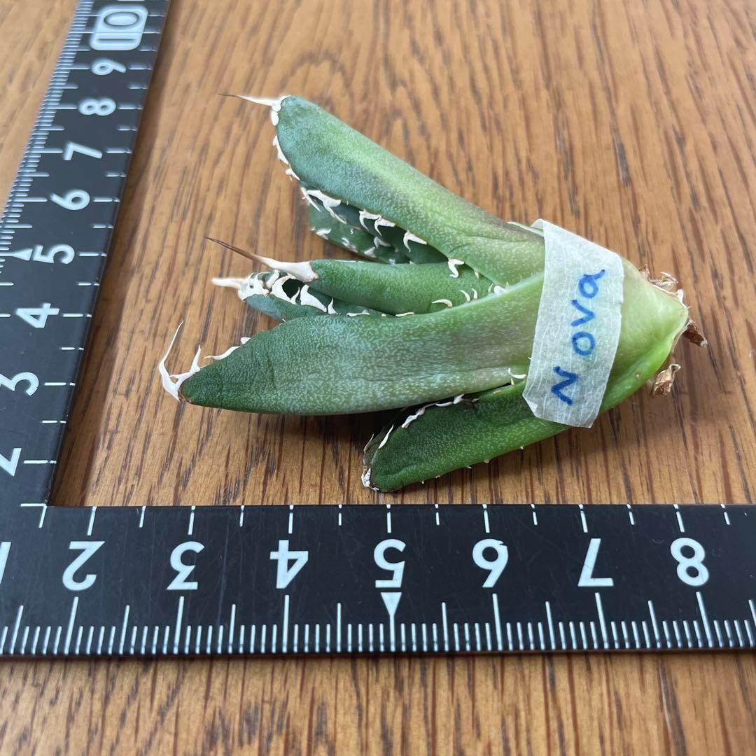 【REZA産】イラン株　長棘　アガベ　　NOVA ノヴァ　12月便