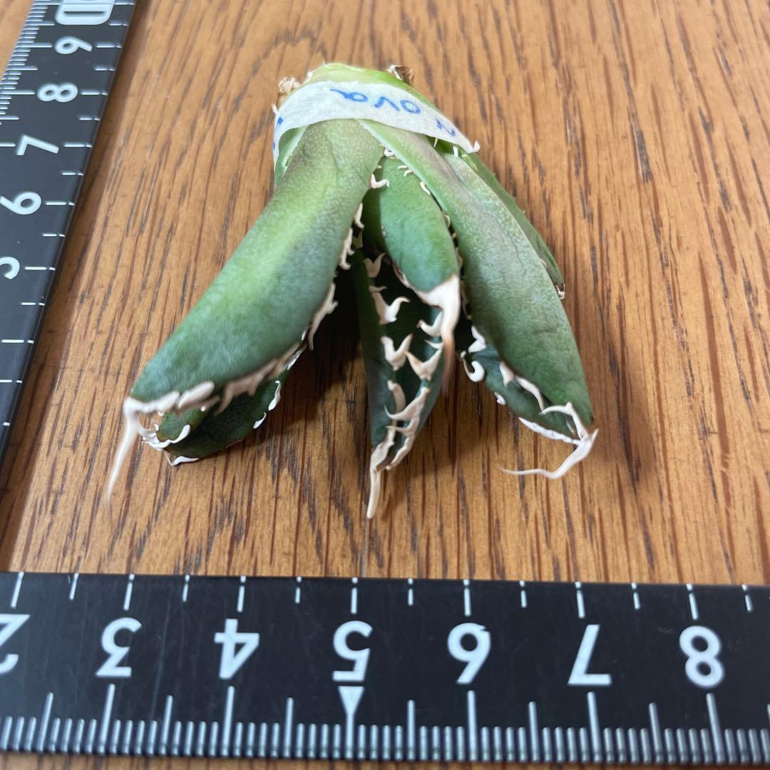 【REZA産】イラン株　長棘　アガベ　　NOVA ノヴァ　12月便