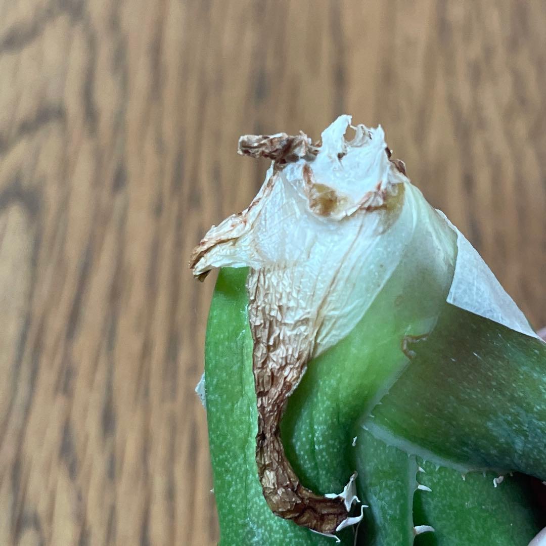 【REZA産】イラン株　長棘　アガベ　　NOVA ノヴァ　12月便