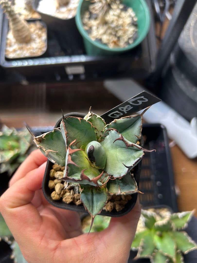 アガベ　チタノタ　多肉小〜中株　まとめ15株売り　抜き苗