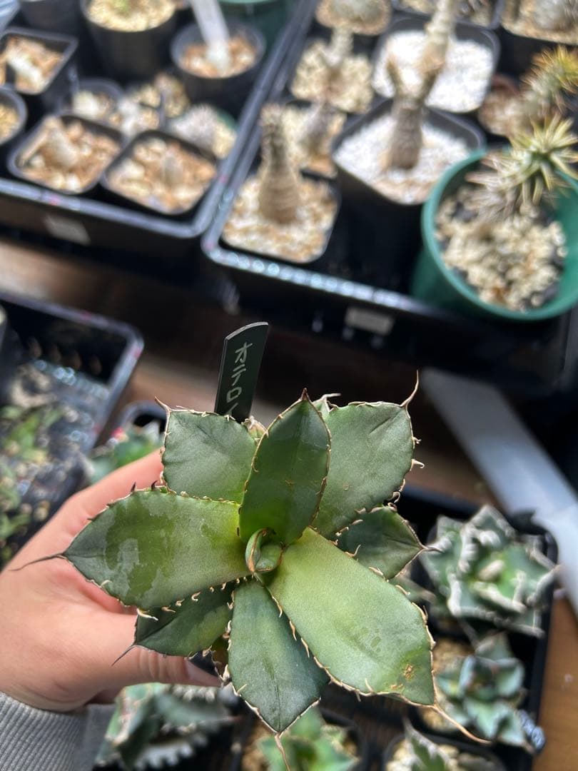 アガベ　チタノタ　多肉小〜中株　まとめ15株売り　抜き苗