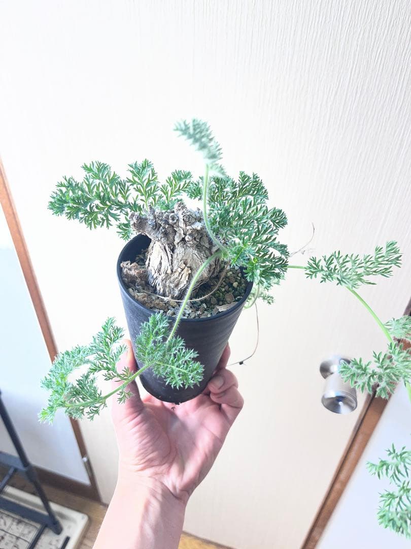 【現地株国内管理5年】冬型　ペラルゴニウム トリステ　発根済み　大株