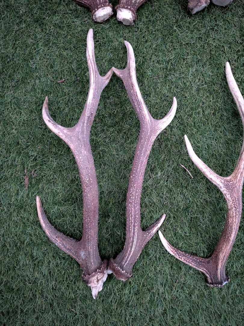 鹿の角　24本(12対)　まとめ売り