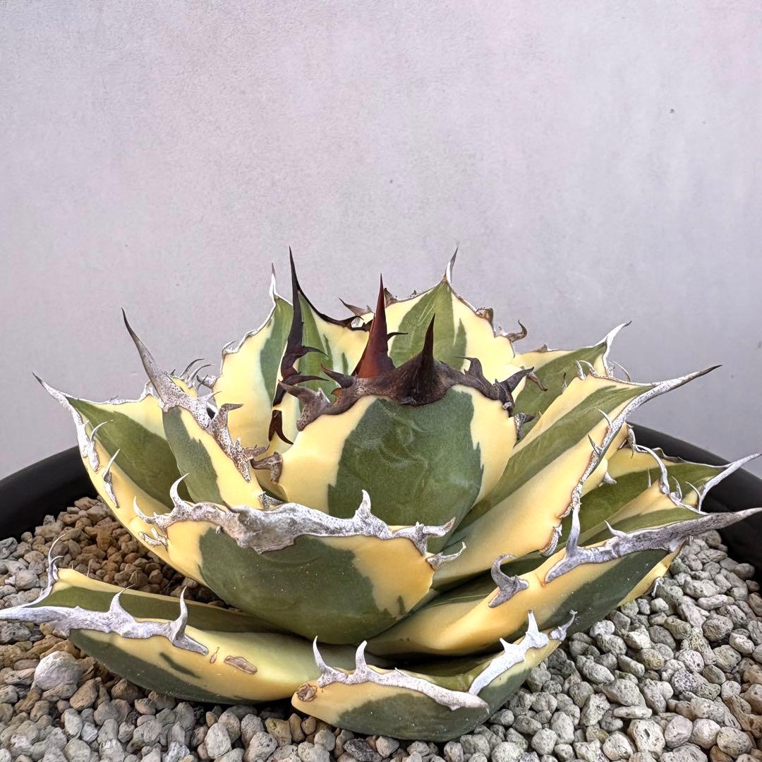 アガベ チタノタ スナグルトゥース 【鉢ごと発送】　親株出品