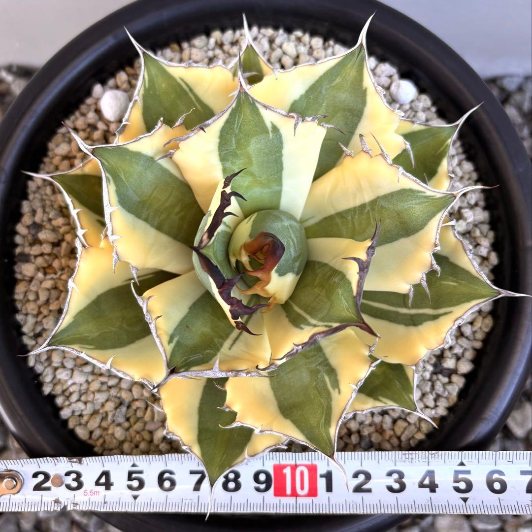 アガベ チタノタ スナグルトゥース 【鉢ごと発送】　親株出品