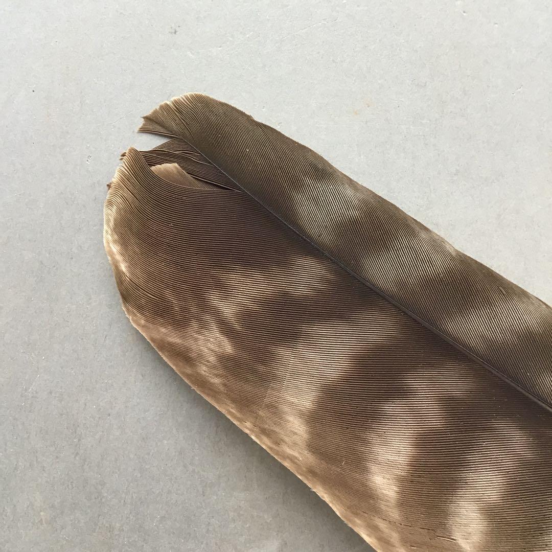 茶道具　羽箒　三ツ羽根(犬鷲一双)炉用•風炉用　紙箱　S28HB