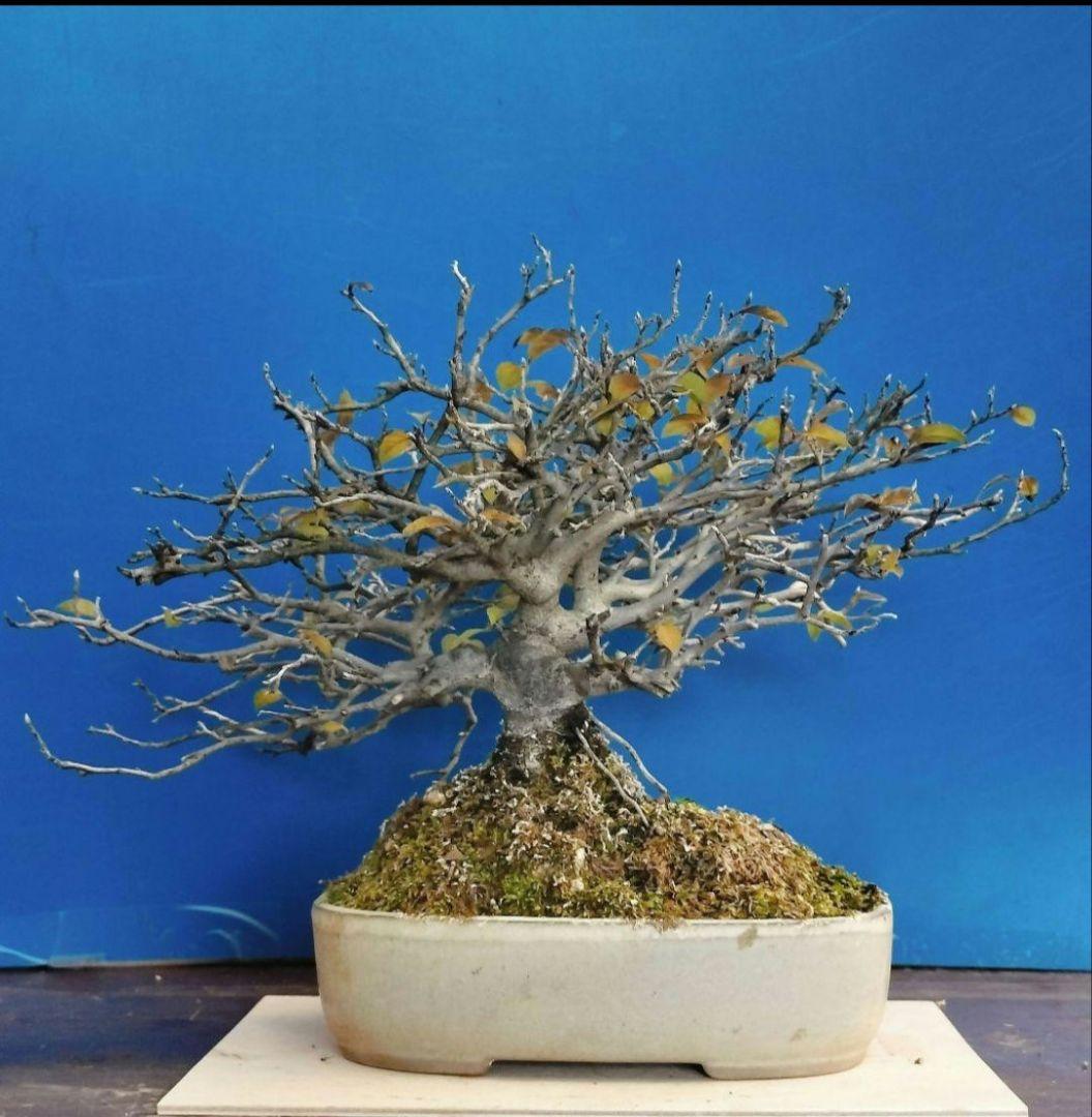 ✿Thaosiuu✿ 老爺柿 雌木 ロウヤガキ 盆栽 小葉性 (P)(Q)