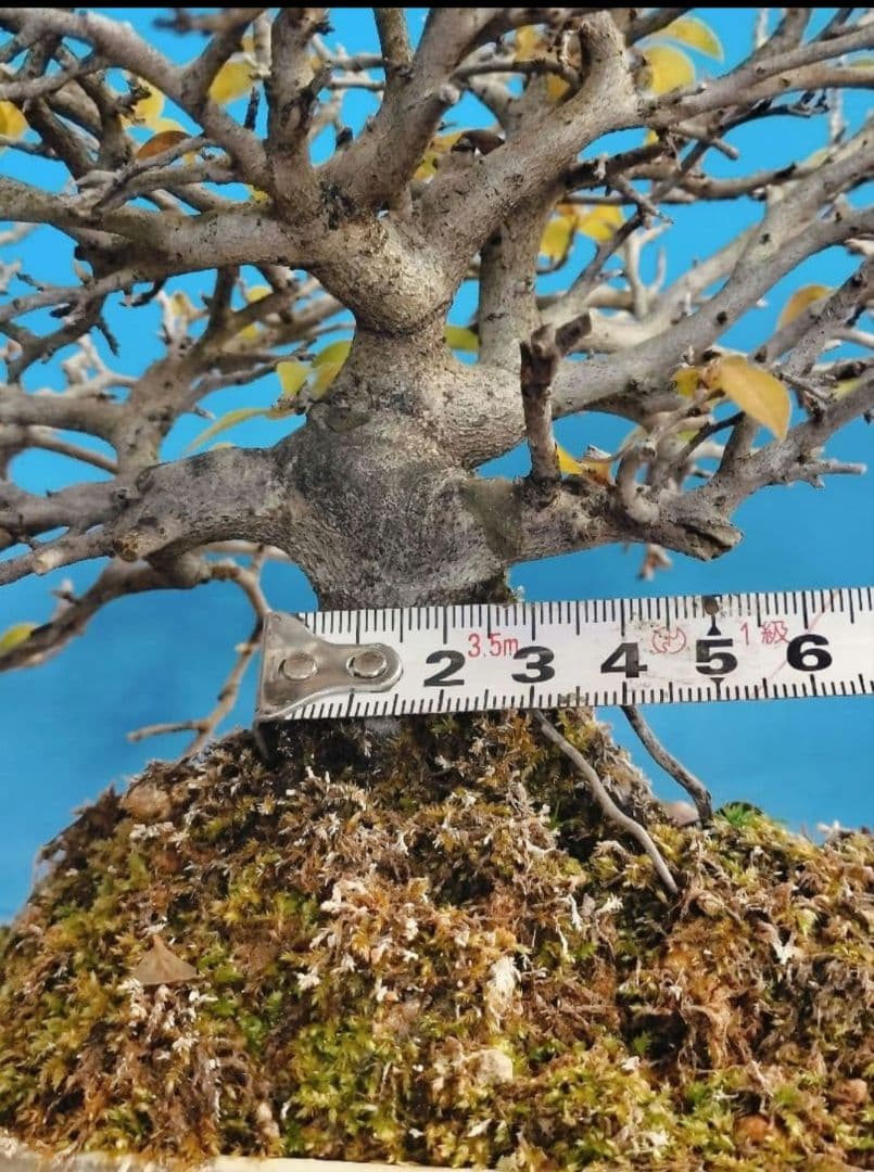 ✿Thaosiuu✿ 老爺柿 雌木 ロウヤガキ 盆栽 小葉性 (P)(Q)