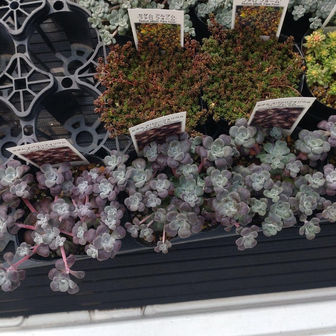 苺みるくさん専用