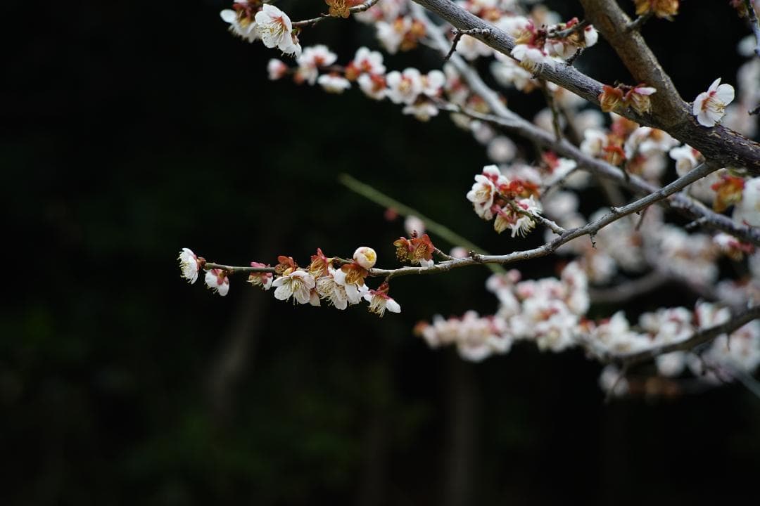 フィルムカメラ ZEISS IKON Contax IIIa /Sonnar 50mm F1.5